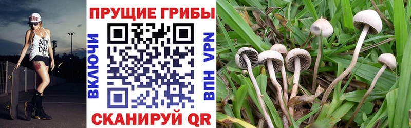 Псилоцибиновые грибы MAGIC MUSHROOMS  купить   Солнечногорск 